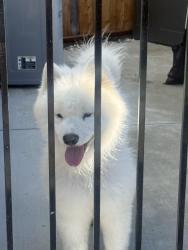 Found/Stray Male Dog last seen Branham, San Jose, CA 95118
