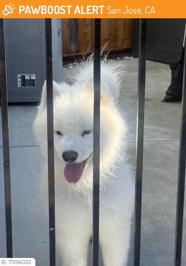 Found/Stray Male Dog last seen Branham, San Jose, CA 95118