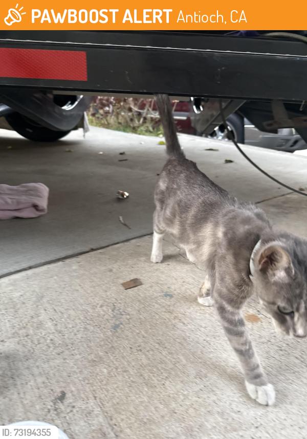 Found/Stray Female Cat last seen Hillcrest ave, Antioch, CA 94509