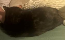 Reunited Female Cat last seen Depere, Menasha, WI 54952