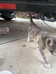 Found/Stray Female Cat last seen Hillcrest ave, Antioch, CA 94509