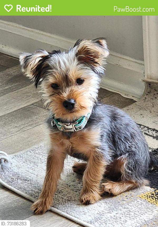 Reunited Male Dog last seen Near W Irlo Bronson Memorial Hwy, Kissimmee, FL 34747, Kissimmee, FL 34747