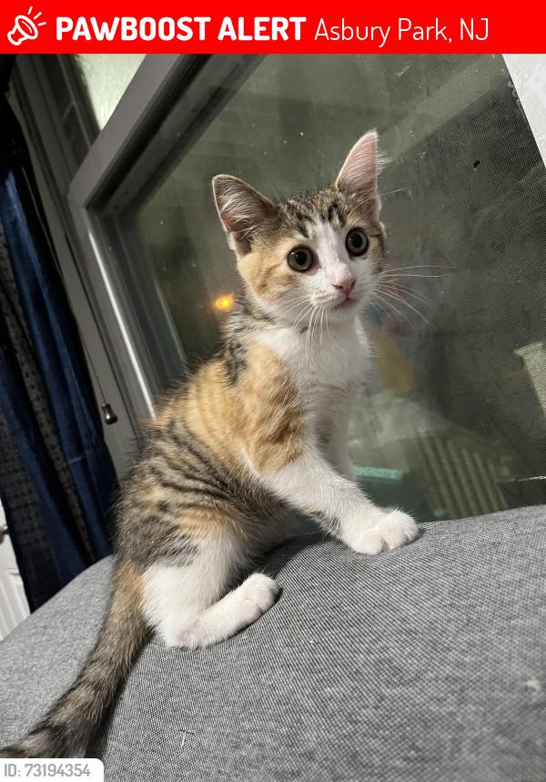 Lost Female Cat last seen Usa, Asbury Park, NJ 07712