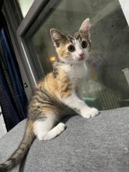 Lost Female Cat last seen Usa, Asbury Park, NJ 07712