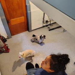 Reunited Female Dog last seen Eddie's beverage, Cleveland, OH 44102