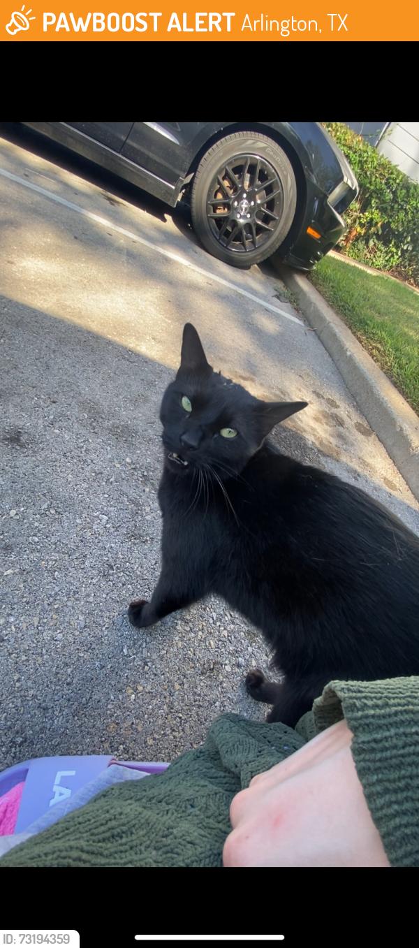 Found/Stray Female Cat last seen Element apmt complex, Arlington, TX 76011