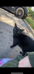 Found/Stray Female Cat last seen Element apmt complex, Arlington, TX 76011