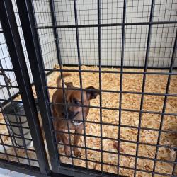 Shelter Stray Female Dog last seen , 2060 NE Rocky Ford Rd, Pinetta, FL 32350, USA