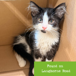Shelter Stray Female Cat last seen , 1211 Old Graves Mill Rd, Lynchburg, VA 24502, USA