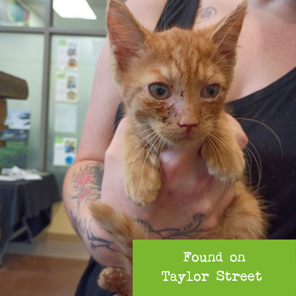 Shelter Stray Male Cat last seen , 1211 Old Graves Mill Rd, Lynchburg, VA 24502, USA