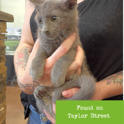 Shelter Stray Male Cat last seen , 1211 Old Graves Mill Rd, Lynchburg, VA 24502, USA