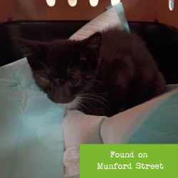 Shelter Stray Female Cat last seen , 1211 Old Graves Mill Rd, Lynchburg, VA 24502, USA
