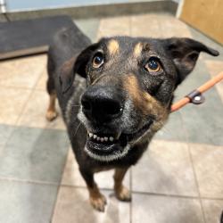 Shelter Stray Female Dog last seen , 4500 N Access Rd, Chattanooga, TN 37415, USA