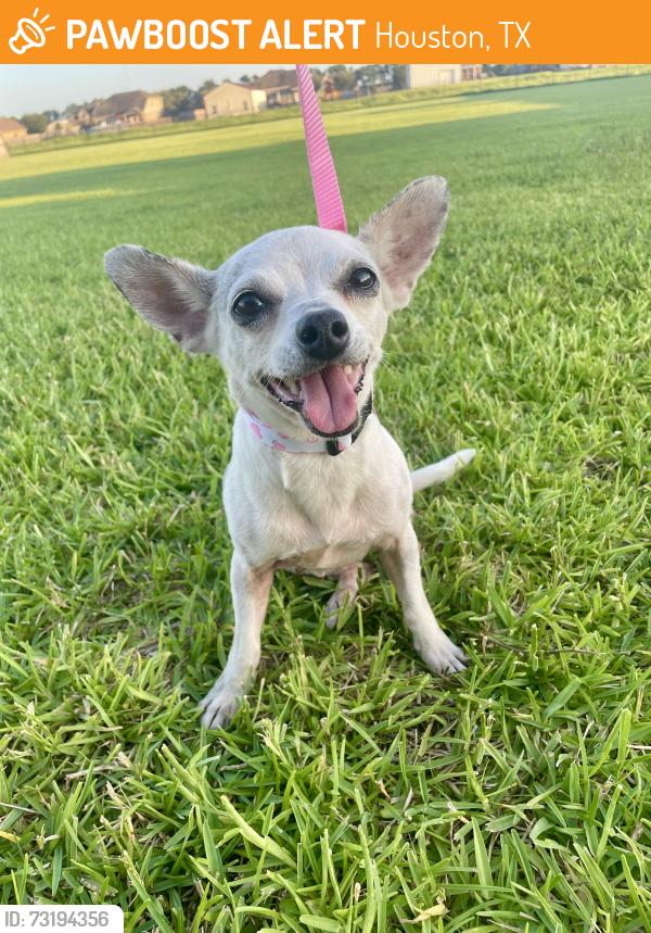 Found/Stray Female Dog last seen Almeda Genoa st, Houston, TX 77048