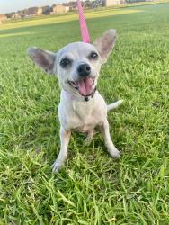 Found/Stray Female Dog last seen Almeda Genoa st, Houston, TX 77048