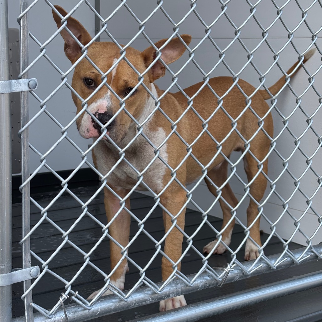 Shelter Stray Male Dog last seen , 300 N Main St, Fountain Inn, SC 29644, USA