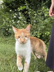 Found/Stray Unknown Cat last seen Behind the 46’s hses on Shadow Pointe Drive Indianapolis IN. By the back woods before the railroad track just jumping around. Very friendly, Indianapolis, IN 46254