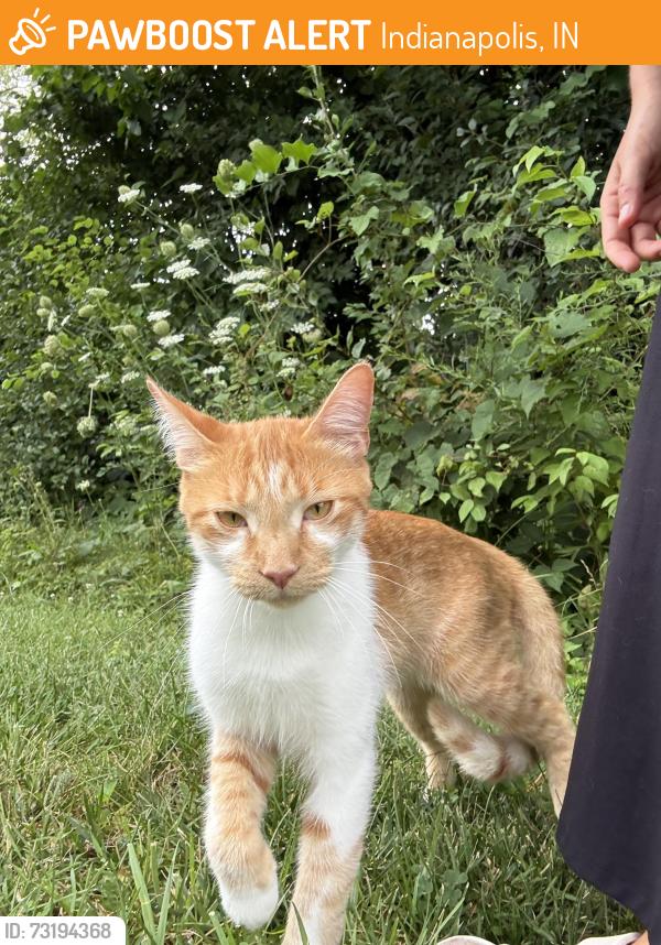 Found/Stray Unknown Cat last seen Behind the 46’s hses on Shadow Pointe Drive Indianapolis IN. By the back woods before the railroad track just jumping around. Very friendly, Indianapolis, IN 46254
