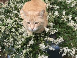 Lost Female Cat last seen Off Co. Rd. 2661 Between Hwy 64 W. & Hwy 31 W. Tyler, Tx.74704, Tyler, TX 75704