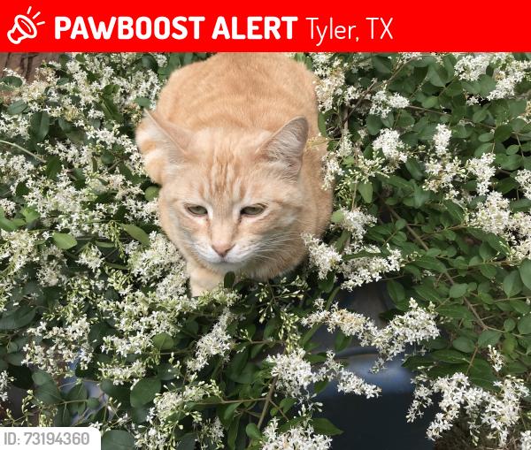 Lost Female Cat last seen Off Co. Rd. 2661 Between Hwy 64 W. & Hwy 31 W. Tyler, Tx.74704, Tyler, TX 75704