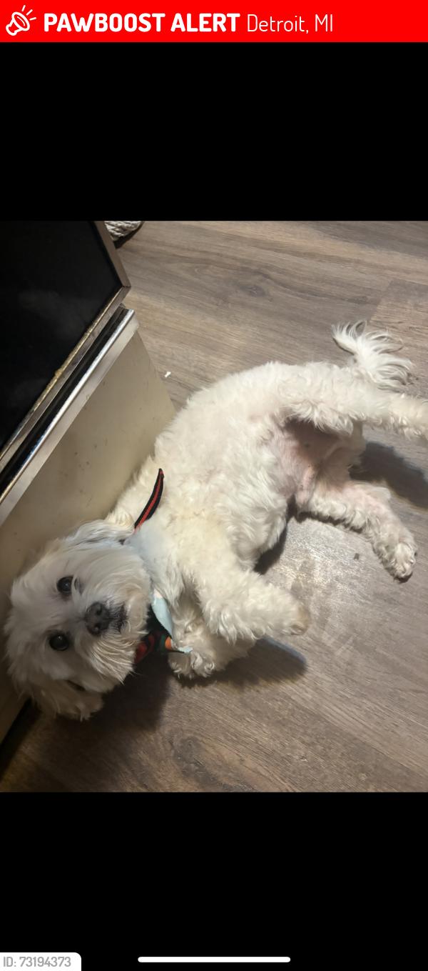 Lost Male Dog last seen Sunderland &outer drive, Detroit, MI 48219