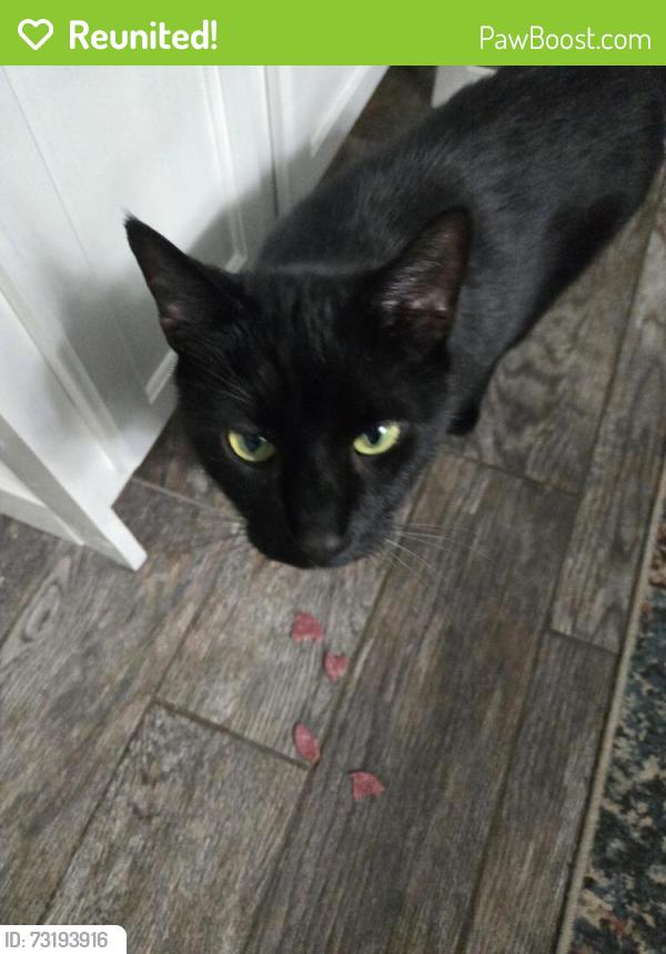 Reunited Male Cat last seen Near Andrew Dr, Seneca, SC 29678
