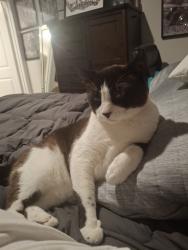 Lost Male Cat last seen Sarasota st, 661, Midlothian, TX 76065