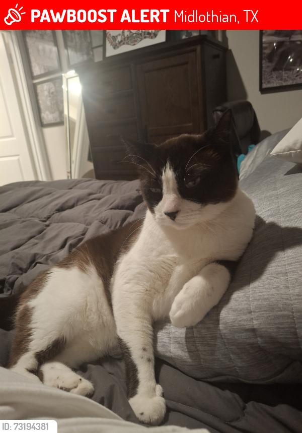 Lost Male Cat last seen Sarasota st, 661, Midlothian, TX 76065