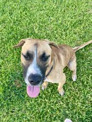 Found/Stray Male Dog last seen Almeda Genoa, Houston, TX 77048