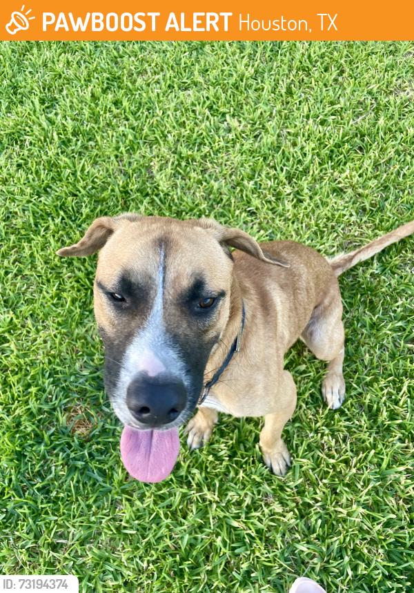 Found/Stray Male Dog last seen Almeda Genoa, Houston, TX 77048