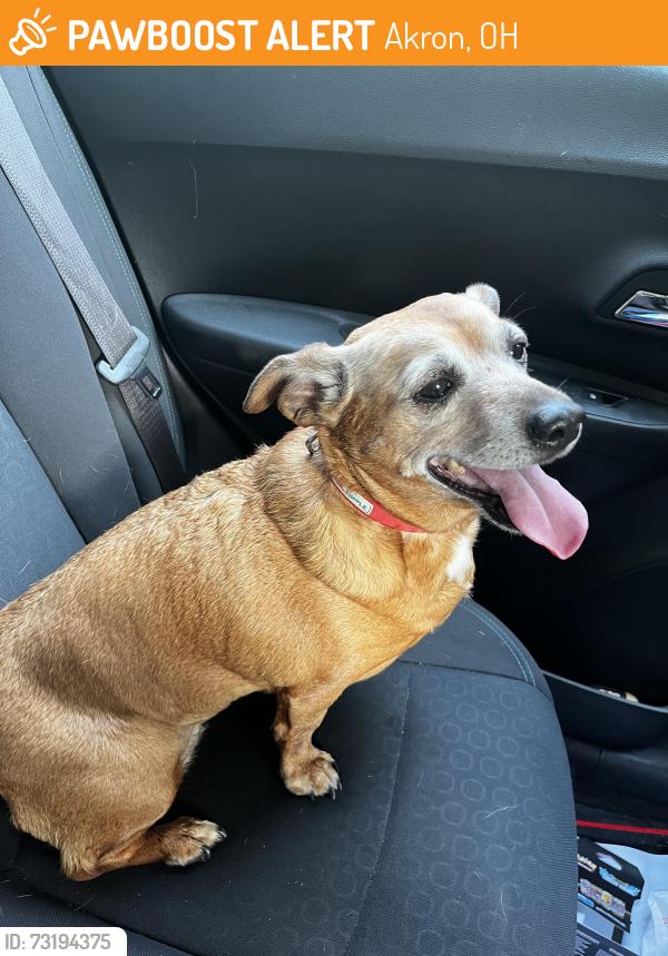 Found/Stray Female Dog last seen East Ave, Life Changers Outreach, Akron, OH 44307