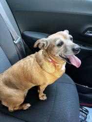 Found/Stray Female Dog last seen East Ave, Life Changers Outreach, Akron, OH 44307
