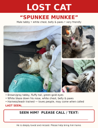 Lost Male Cat last seen Foxburough and oleander ave, Chula Vista, CA 91911