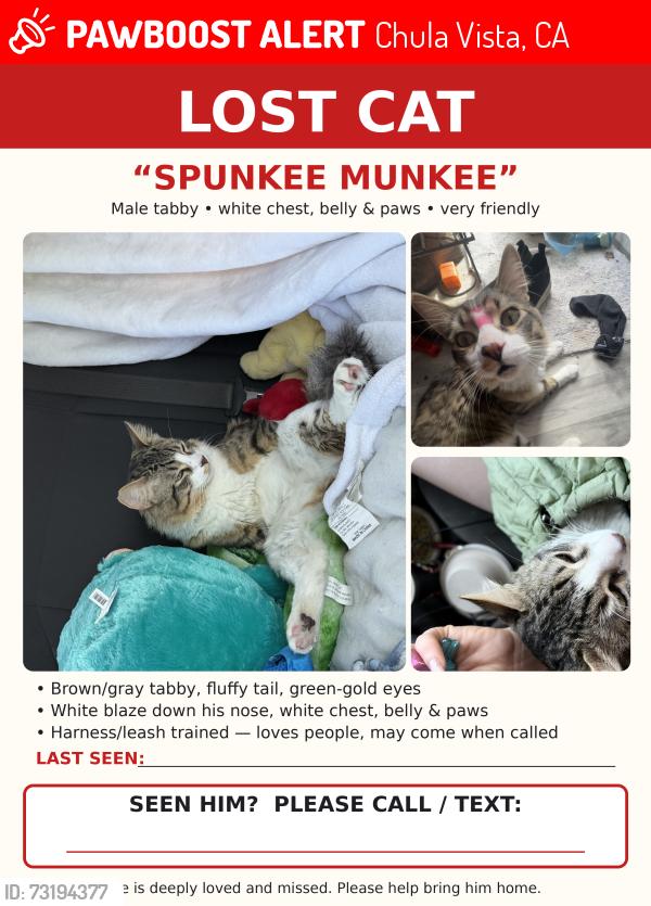 Lost Male Cat last seen Foxburough and oleander ave, Chula Vista, CA 91911