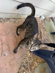 Found/Stray Female Cat last seen Route 206, St. Johns County, FL 32086