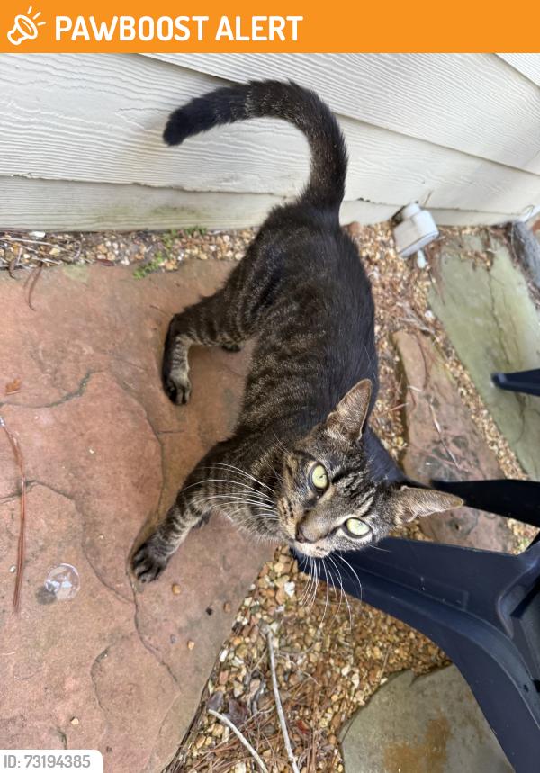 Found/Stray Female Cat last seen Route 206, St. Johns County, FL 32086