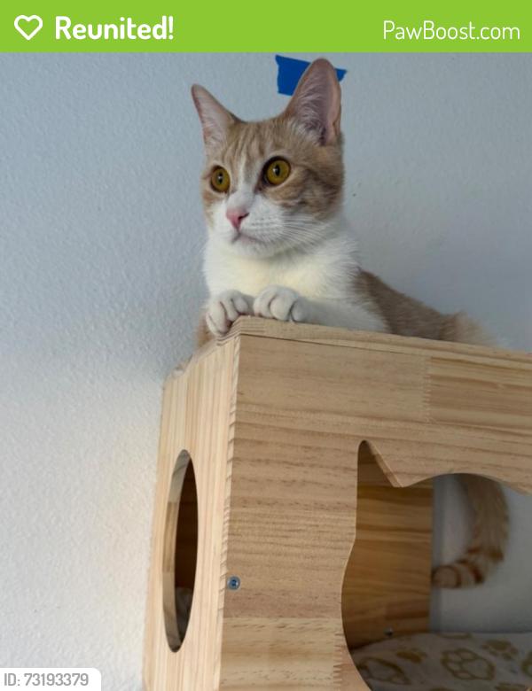 Reunited Male Cat last seen East Carnegie Library, San Jose, CA 95116