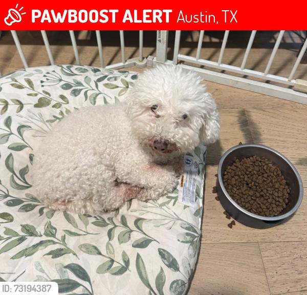 Lost Female Dog last seen Woodland and South IH 35 Service Road, Austin, TX 78704