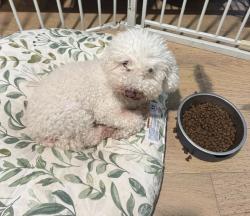 Lost Female Dog last seen Woodland and South IH 35 Service Road, Austin, TX 78704