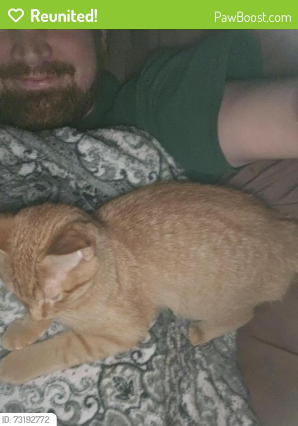 Reunited Male Cat last seen Near hwy, Trimble, MO 64492