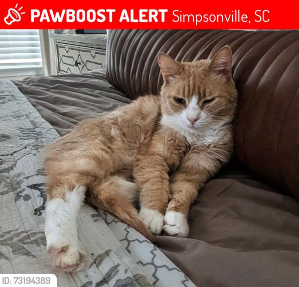 Lost Male Cat last seen Jonesville Road, Simpsonville, SC 29681
