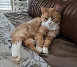 Lost Male Cat last seen Jonesville Road, Simpsonville, SC 29681