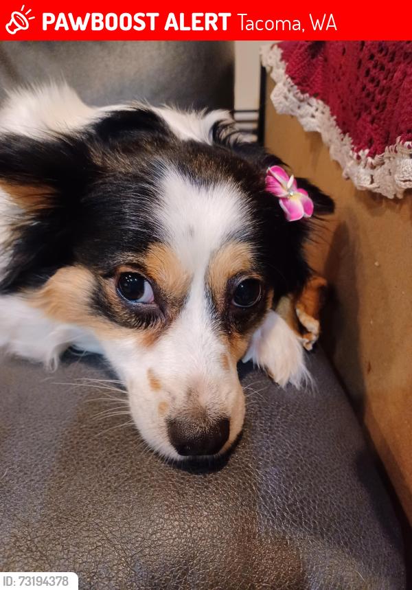 Lost Female Dog last seen Near south L st tacoma wa, Tacoma, WA 98416