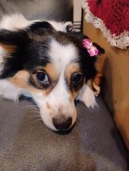 Lost Female Dog last seen Near south L st tacoma wa, Tacoma, WA 98416