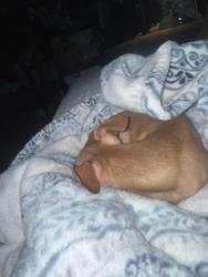 Reunited Female Dog last seen Timbercrest village, Spring, TX 77389