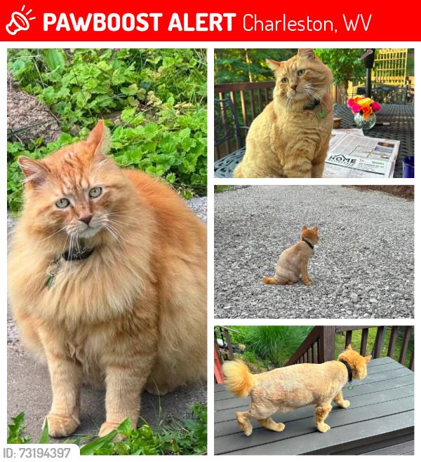Lost Male Cat last seen Washington Street, Charleston, WV 25303