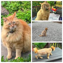 Lost Male Cat last seen Washington Street, Charleston, WV 25303