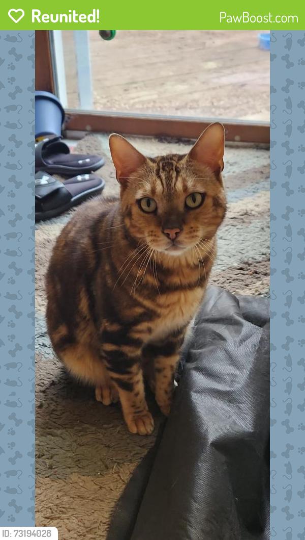 Reunited Male Cat last seen Country kettle, East Stroudsburg, PA 18301