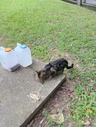 Reunited Unknown Cat last seen Central Ave and North Ave, Central Park, Atlanta, GA 30308