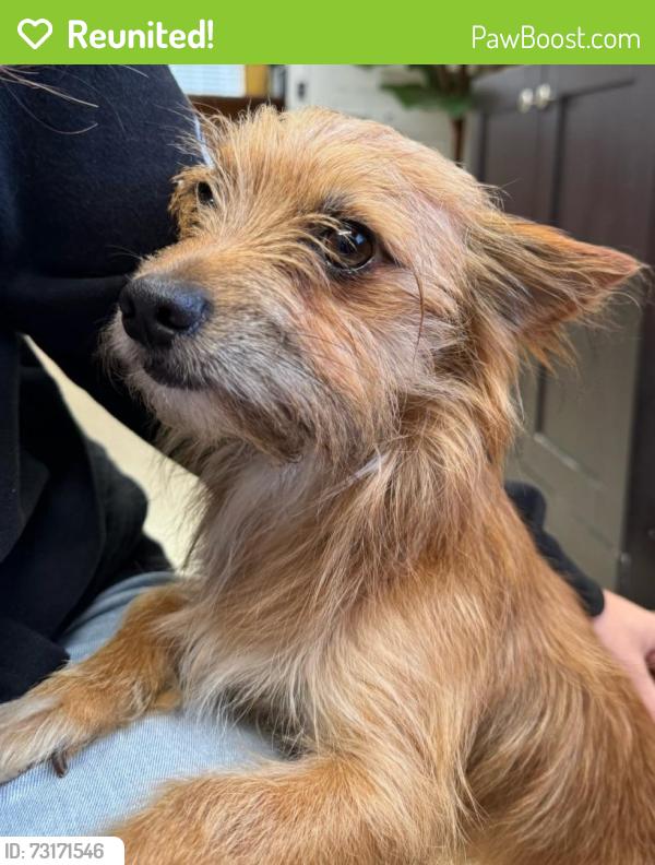 Reunited Male Dog last seen 176th Street and Prairie Ave, Torrance, CA 90504